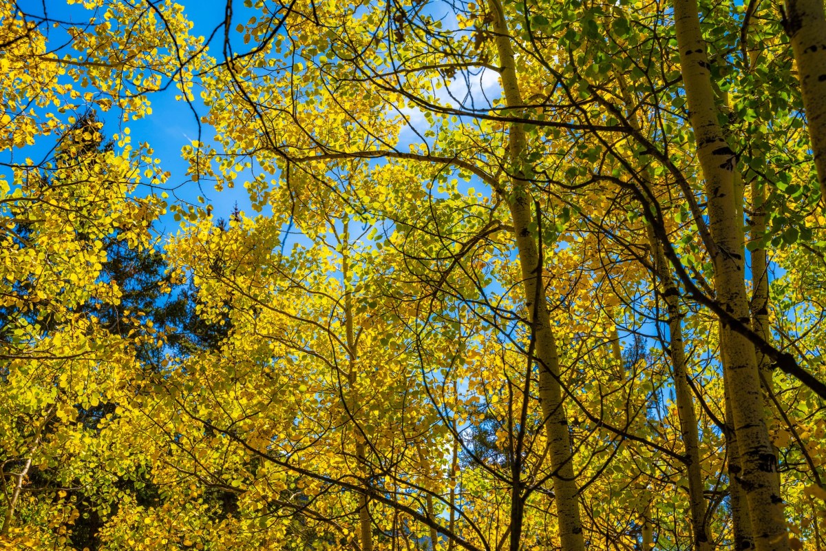 CP S17 EP35&nbsp;2023