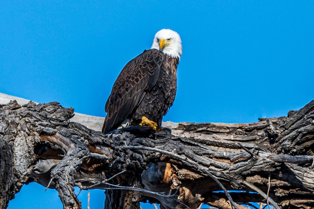 CP S18 EP03&nbsp;2024