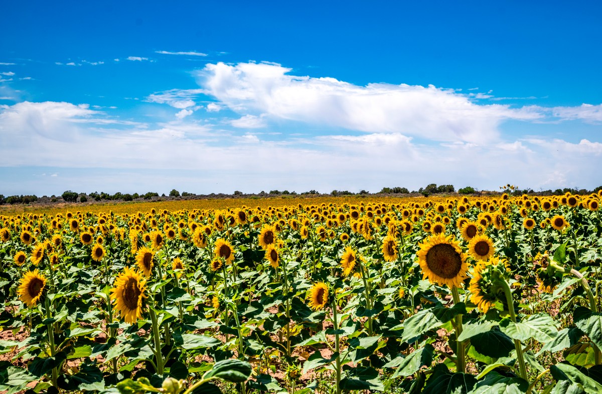 CP S18 EP29&nbsp;2024